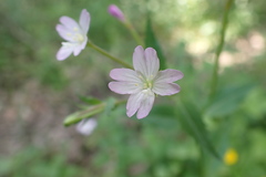 Epilobium lanceolatum