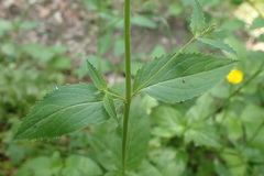 Epilobium lanceolatum