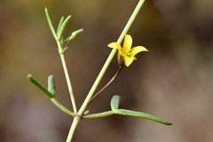 Roepera angustifolia