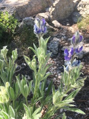 Lupinus covillei
