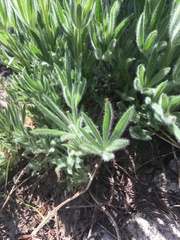 Lupinus covillei