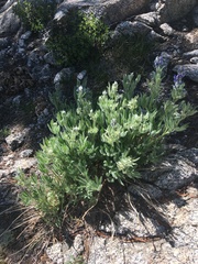 Lupinus covillei
