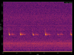 Pipistrellus pipistrellus