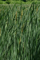 Typha × glauca