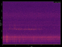 Pipistrellus pipistrellus