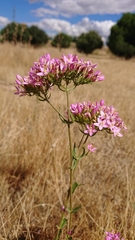 Centaurium grandiflorum