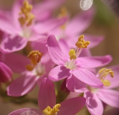 Centaurium grandiflorum