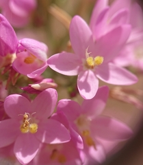 Centaurium grandiflorum