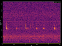 Pipistrellus pipistrellus