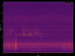 Pipistrellus pipistrellus