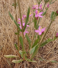 Centaurium grandiflorum