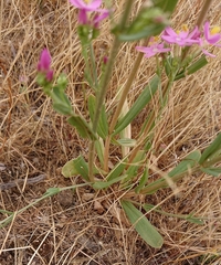 Centaurium grandiflorum