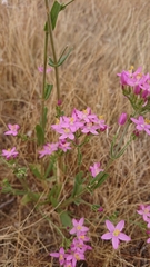Centaurium grandiflorum