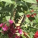 photo of Anise Swallowtail (Papilio zelicaon)