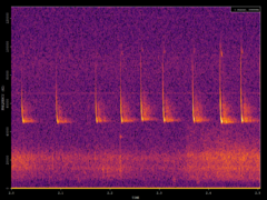 Pipistrellus pipistrellus