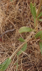Centaurium grandiflorum