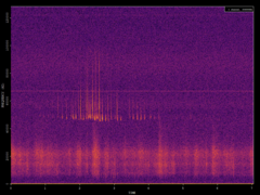 Pipistrellus pipistrellus