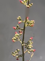 Scrophularia auriculata