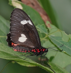 Parides childrenae