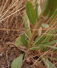 Centaurium grandiflorum