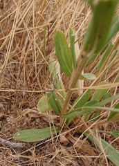Centaurium grandiflorum