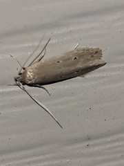 Limnaecia phragmitella