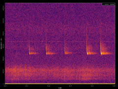Pipistrellus pipistrellus