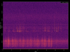 Pipistrellus pipistrellus