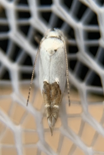 Momphidae image