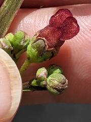 Scrophularia auriculata