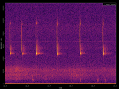 Pipistrellus pipistrellus