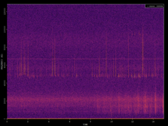 Pipistrellus pipistrellus