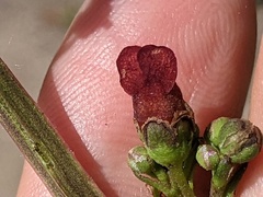 Scrophularia auriculata