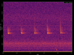 Pipistrellus pipistrellus