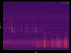 Pipistrellus pipistrellus
