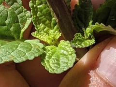 Scrophularia auriculata