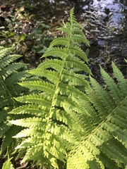 Deparia acrostichoides