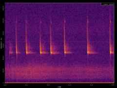 Pipistrellus pipistrellus