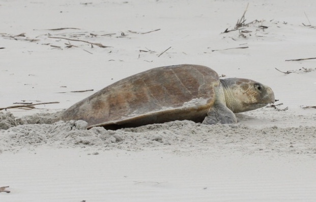 Kemp's Ridley Sea Turtle (East Coast Pelagics) · iNaturalist