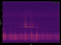 Pipistrellus pipistrellus