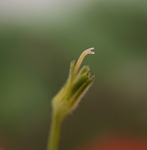 Ballast Toadflax