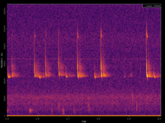Pipistrellus pipistrellus