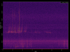 Pipistrellus pipistrellus