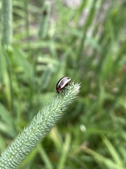 Calligrapha californica