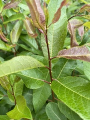 Salix pyrifolia