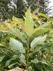 Salix pyrifolia