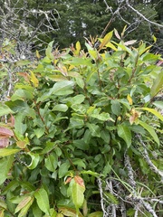 Salix pyrifolia