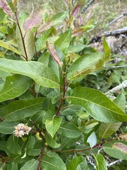 Salix pyrifolia
