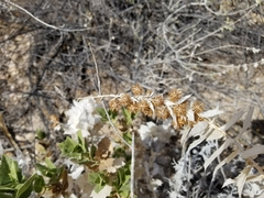 Ambrosia ilicifolia