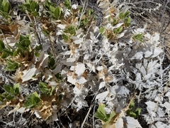 Ambrosia ilicifolia